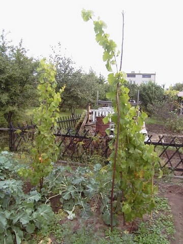 Regenty 2004 (Kopiowanie).jpg