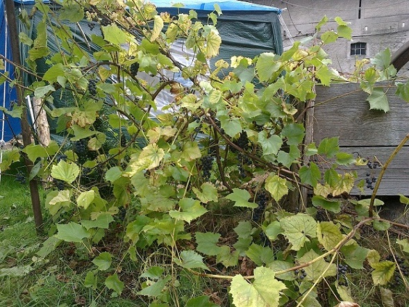 20120907006.jpg