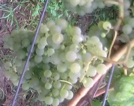 Seyval blanc 2013.JPG