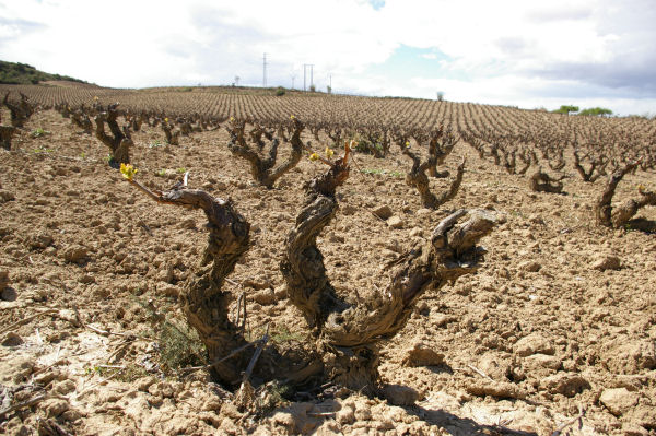 06Rioja15s.JPG