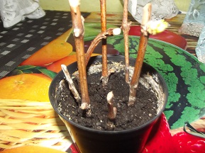 DSCF1589.JPG