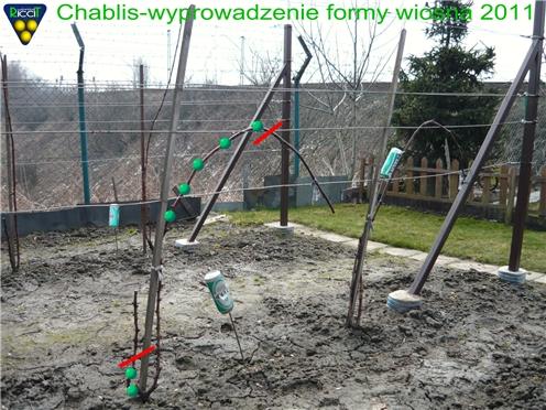 chablis_wyprowadzenie formy_a.JPG