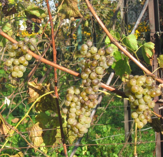 12102018 Chardonnay.jpg