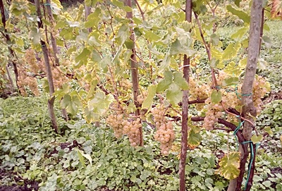 Chrupka Złota 27.09 202r a.jpg