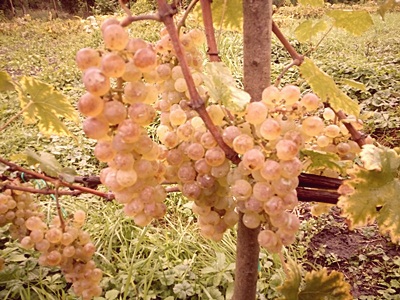 Chrupka Złota 27.09 202r b.jpg