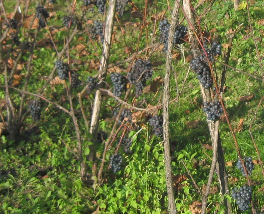 18102019-Dunaj.JPG