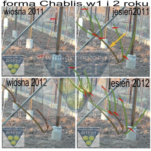 Chablis1.JPG