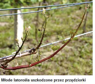Uszkodzenia przez przędziorki.jpg