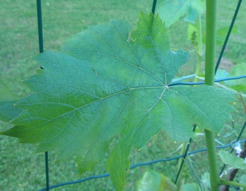 IMAG1025_500.jpg