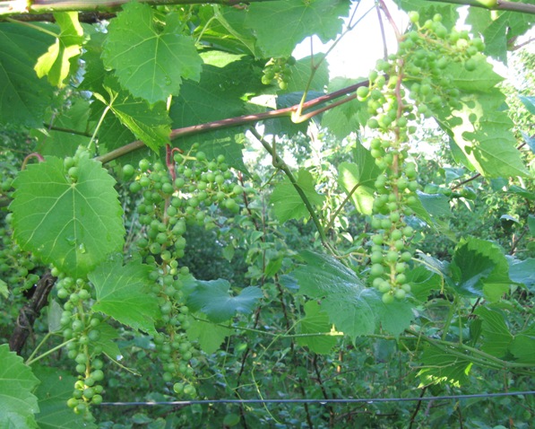 25062018 Karpicko.jpg