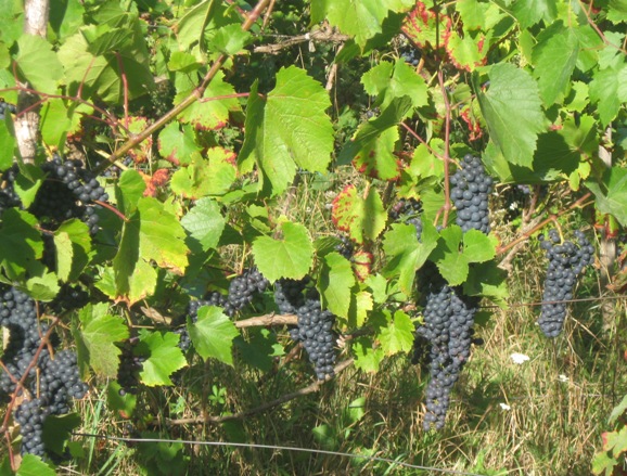Karp 070982022.JPG