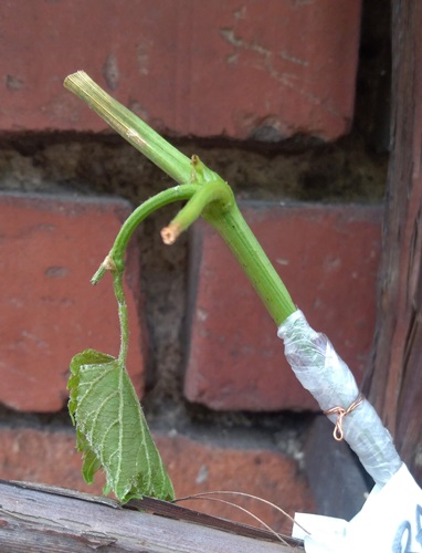 IMG_20200617_165552.jpg