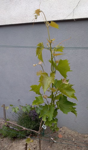 Garanros szczep20200723.jpg