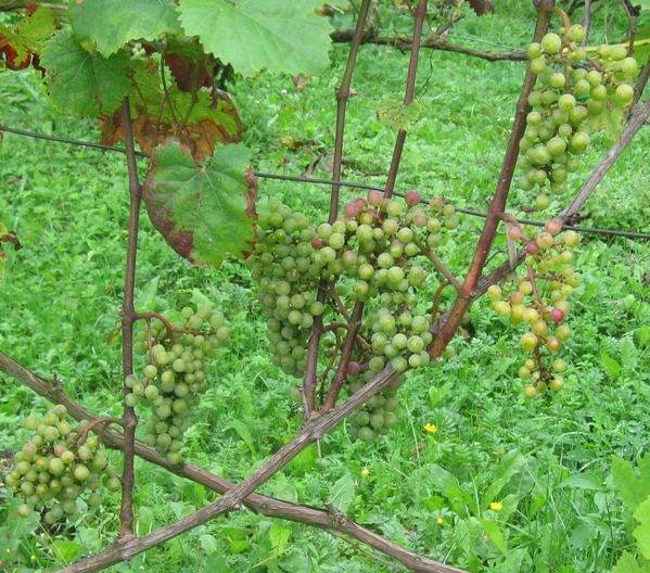 30082020 Dunaj.JPG