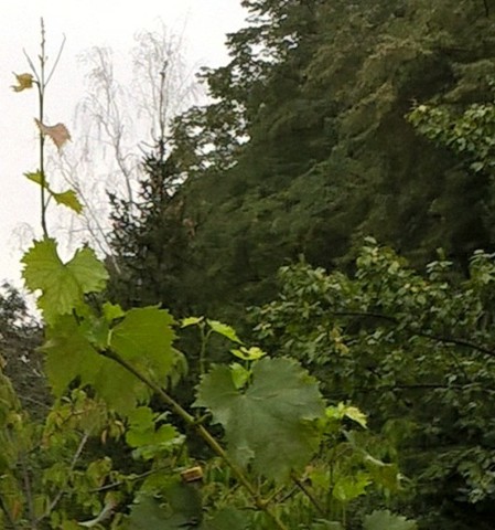 Muscat Bleu 20200930.jpg