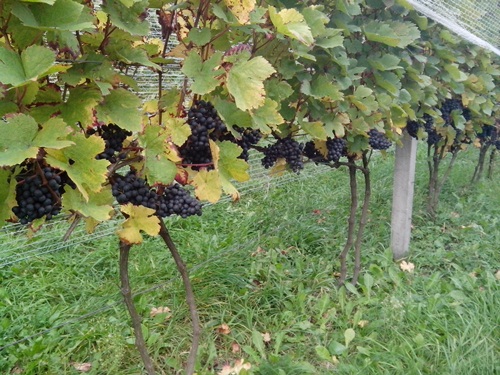 Cabernet Dorsa przed zbiorem - stan na 10.10.2020.jpg
