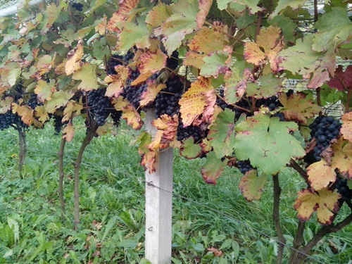 Acolon przed zbiorem_2 - stan na 09.10.2020.jpg