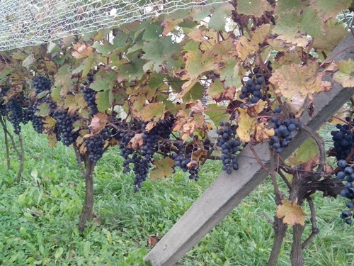 Dornfelder przed zbiorem - stan na 09.10.2020.jpg