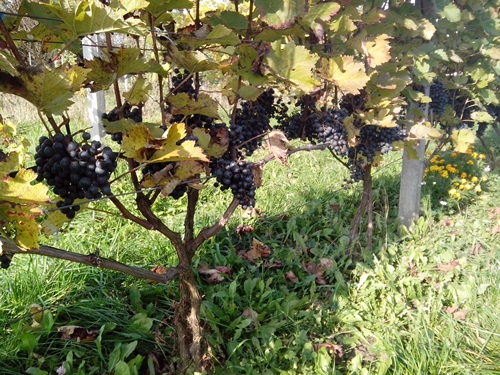 Monarch przed zbiorem_1 - stan na 26.10.2020.jpg