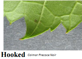 ząbki haczykowate.PNG