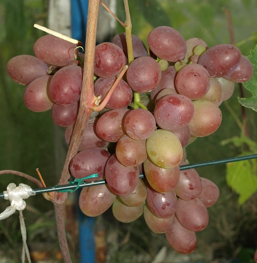 Ataman-2.JPG
