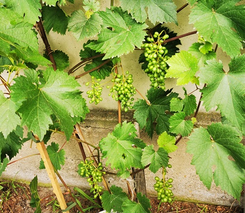 Sirame po redukcji20210723.jpg