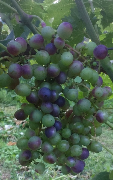 CABERNET MITOS.JPG