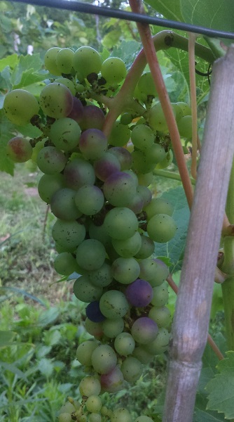 CABERNET VOLOS.JPG