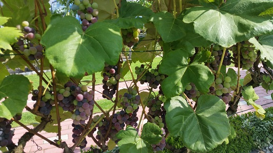Zdj. nr 1- 20210821_145302.jpg