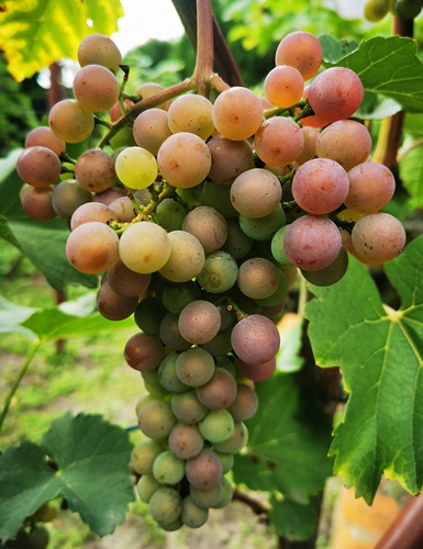 Souvignier Gris20210829.jpg
