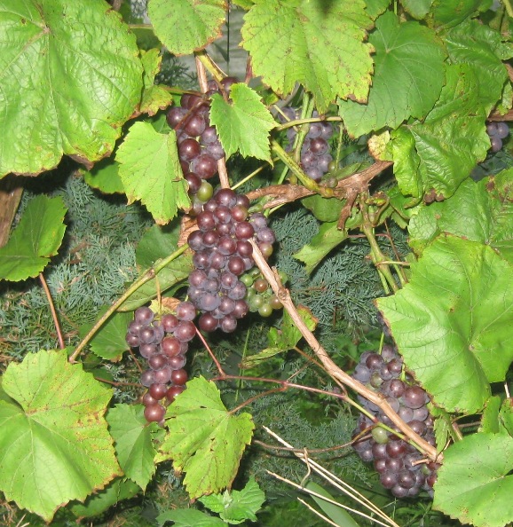 20210830-SR.JPG