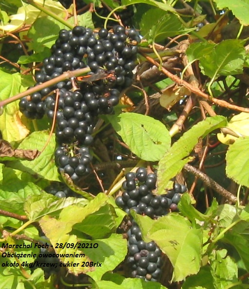 28092021-MF.JPG