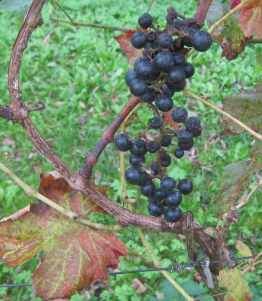 30092021-CD.JPG