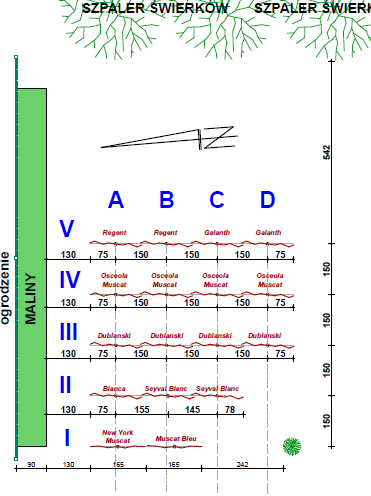 zrzut planu winnicy cad.PNG