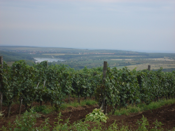 DSC08821.JPG