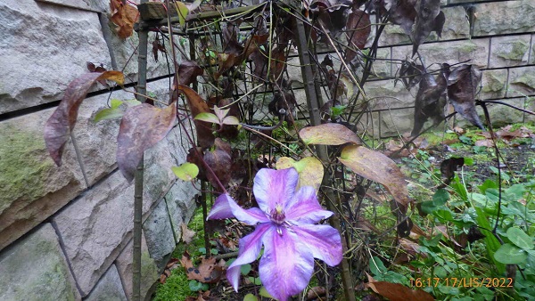 Clematis.jpg