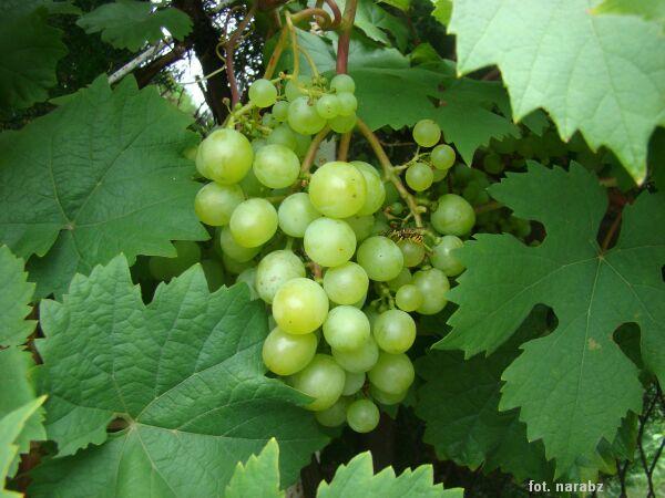 Leszno2_28-lip11.jpg