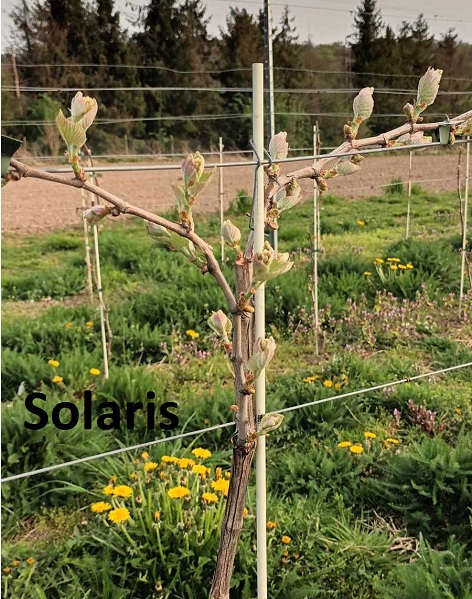 solaris.jpg