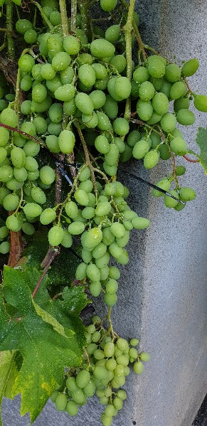 20240714_180244_copy_291x600.jpg