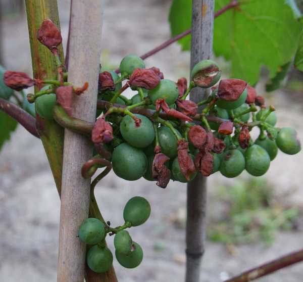 Pinot Regina większe grono 23072024.JPG