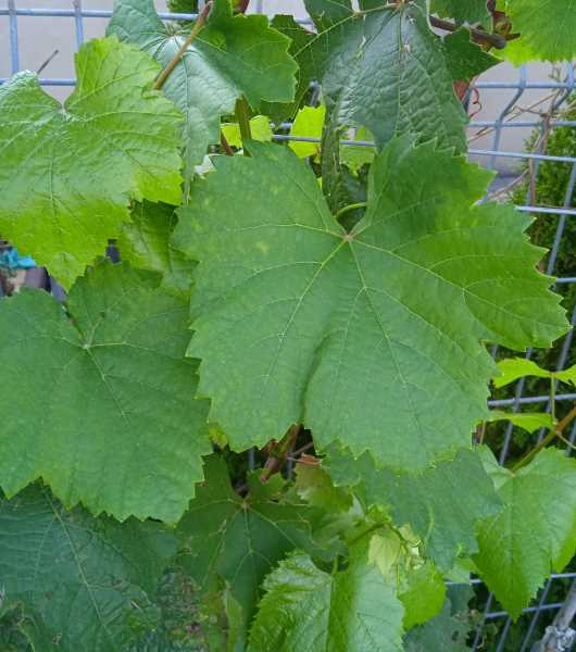 Pinot Regina liść 11.jpg