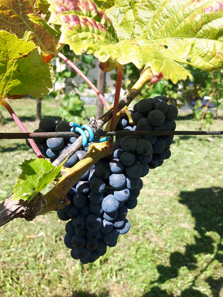 20240814_Pinot Nova (4).png