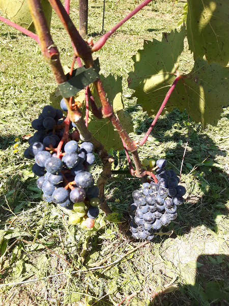 20240814_Zweigelt Stella (2).png