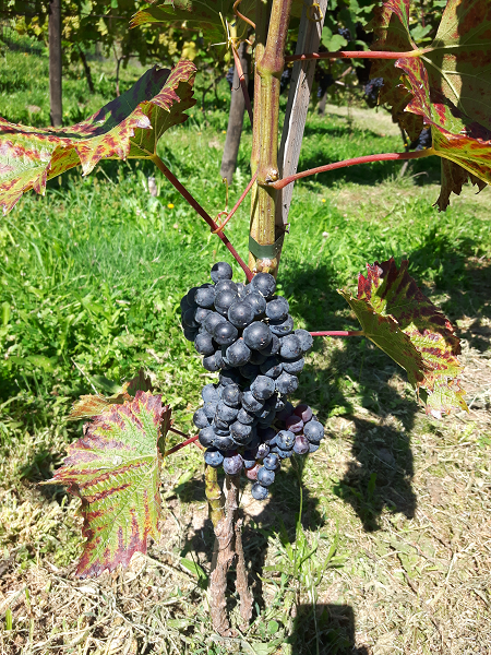 20240814_Blaufrankisch Stella.png