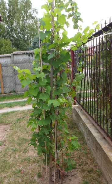 Pamerzs 31082024.JPG