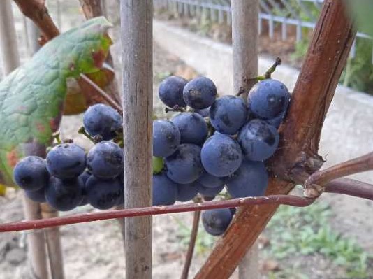 Pinot Regina 2024 10 01.jpg