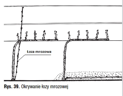 Uprawa winorosli-Roman Mysliwiec 2009.jpg