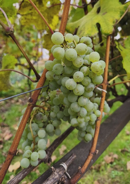 Morava_2025 10 17_grono.jpg