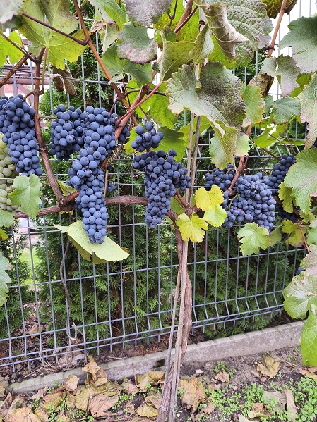 Pinot Regina_2025 10 16_grona na krzewie.jpg