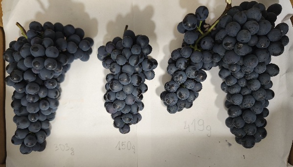 Pinot Regina 2025 10 16 zestawienie gron.jpg